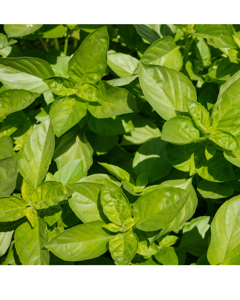 Albahaca Fresca 100 g