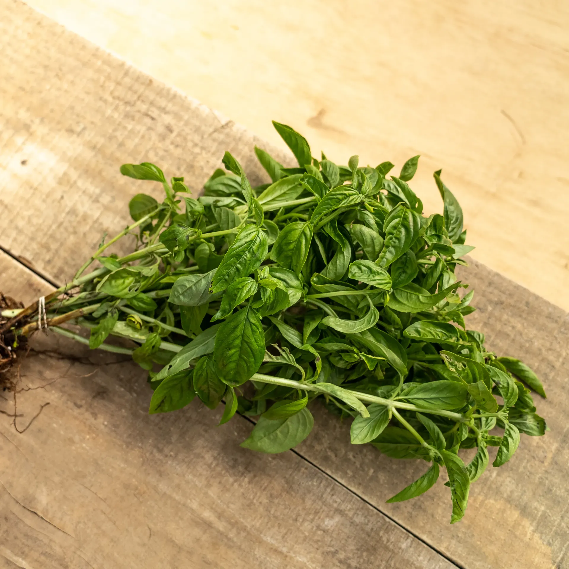 Albahaca Fresca Orgánica (100 g)