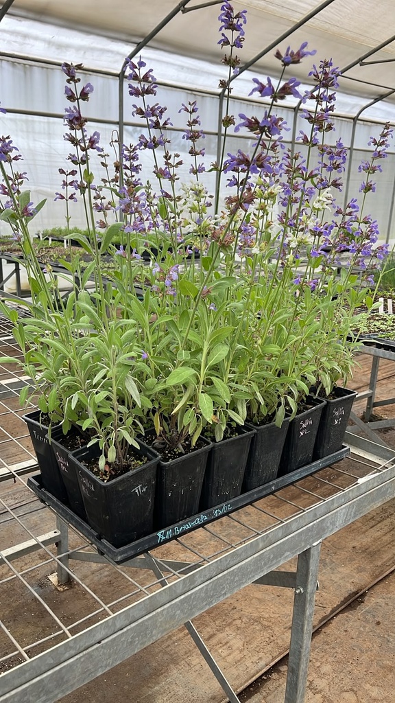 Planta Salvia