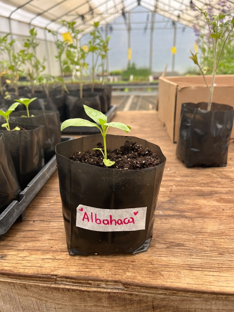 Meceta Albahaca