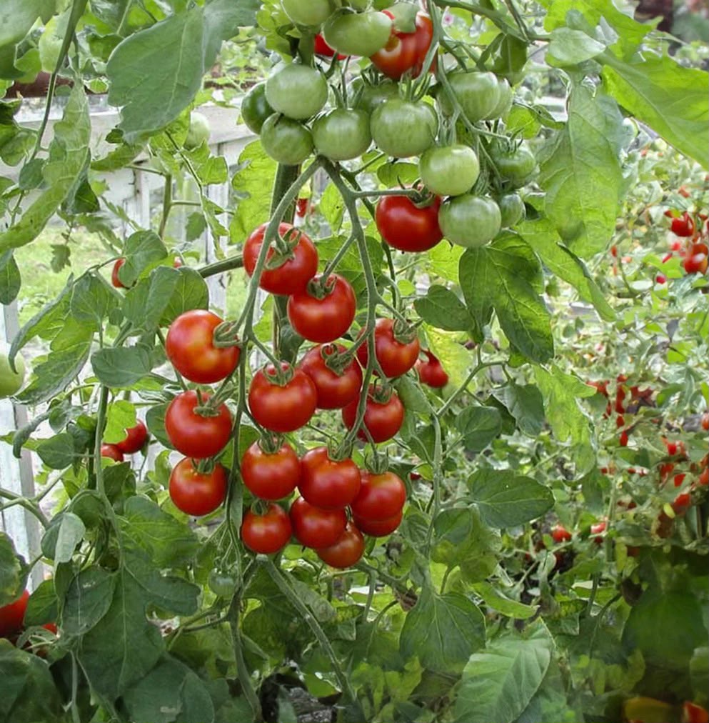 Meceta tomate